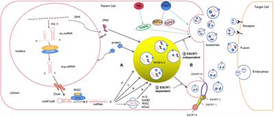 The Role of Exosomal miRNAs in Glioma: Biological Function and Clinical Application